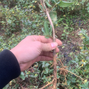 金银花种苗