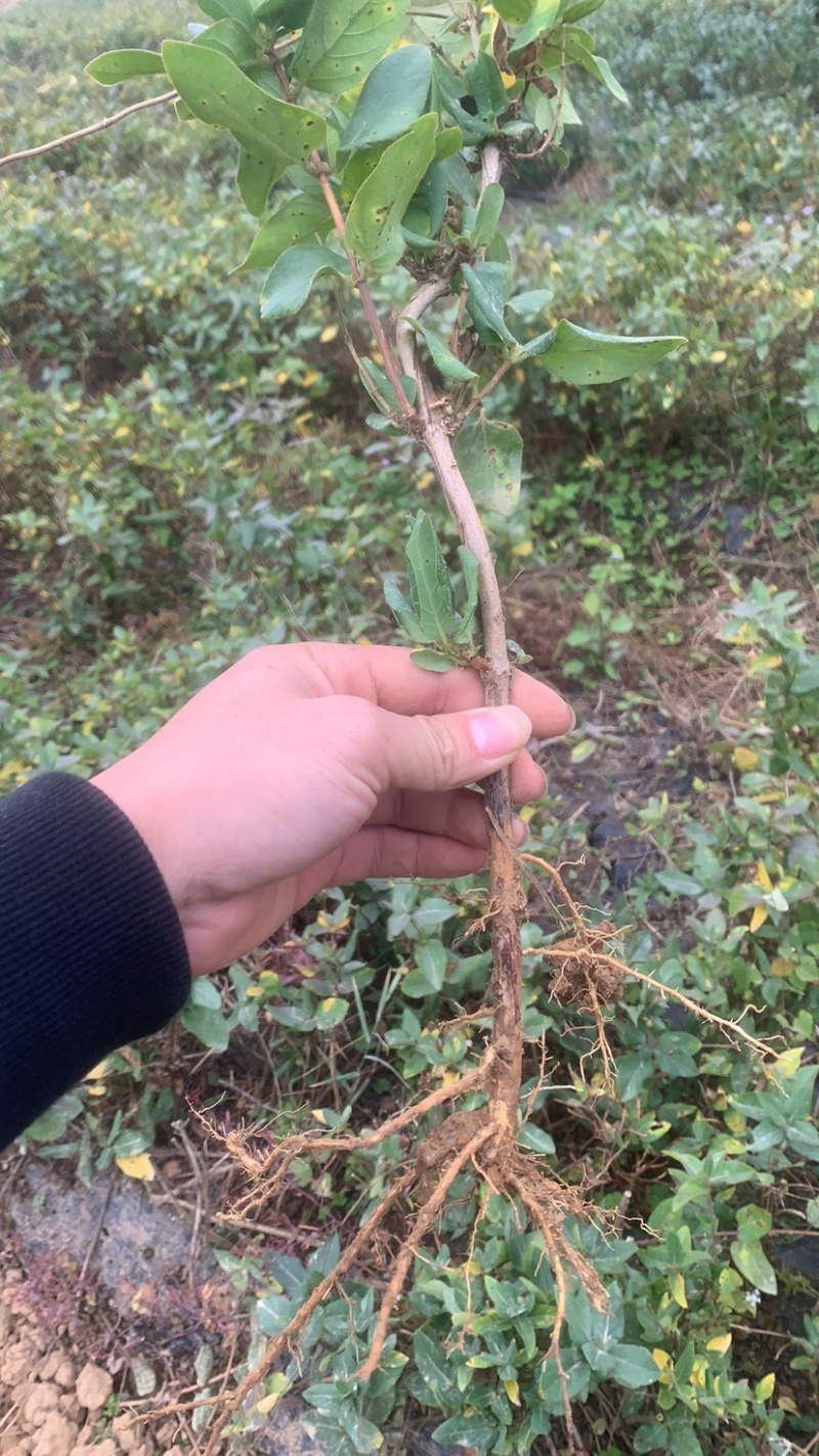 金银花种苗