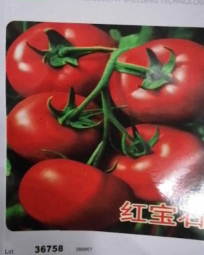 红宝石番茄种子石头果西红柿种子大红番茄种子