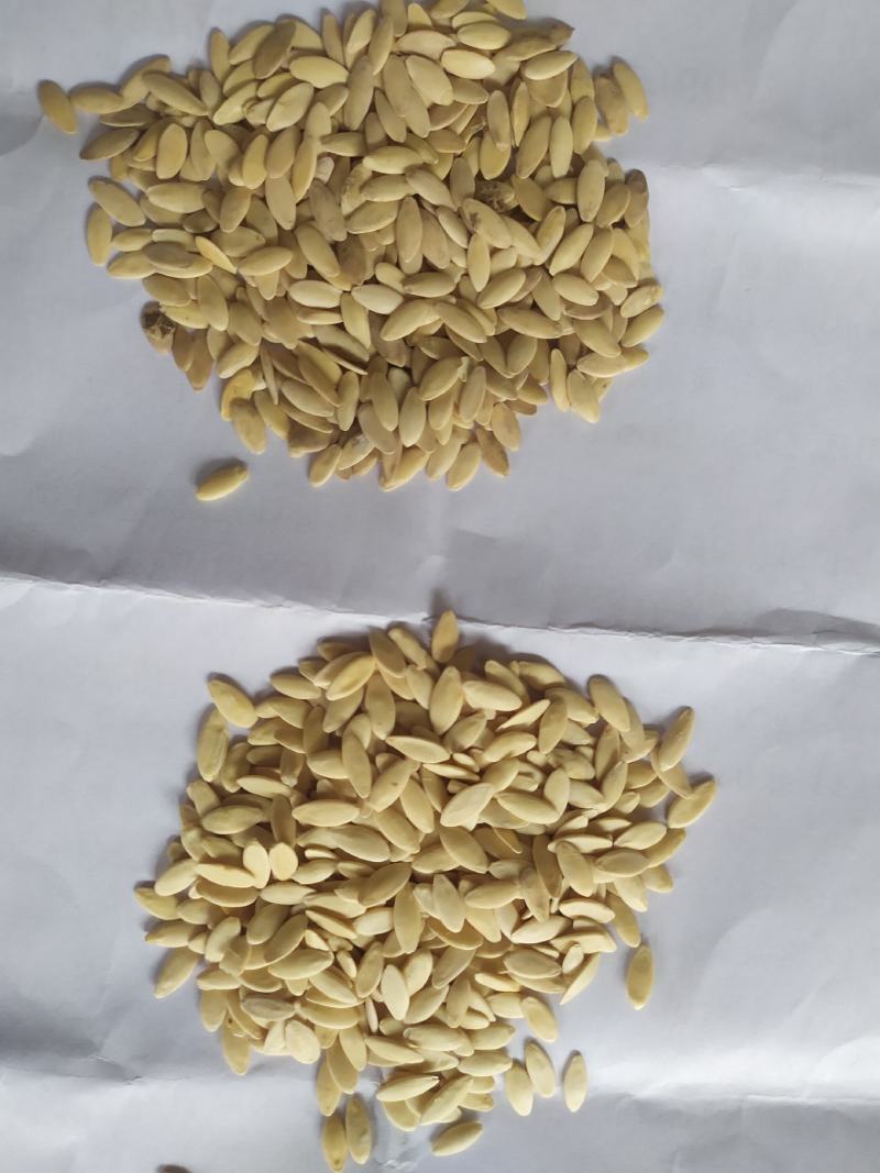 黄瓜籽大货批发，50斤以上批发价。