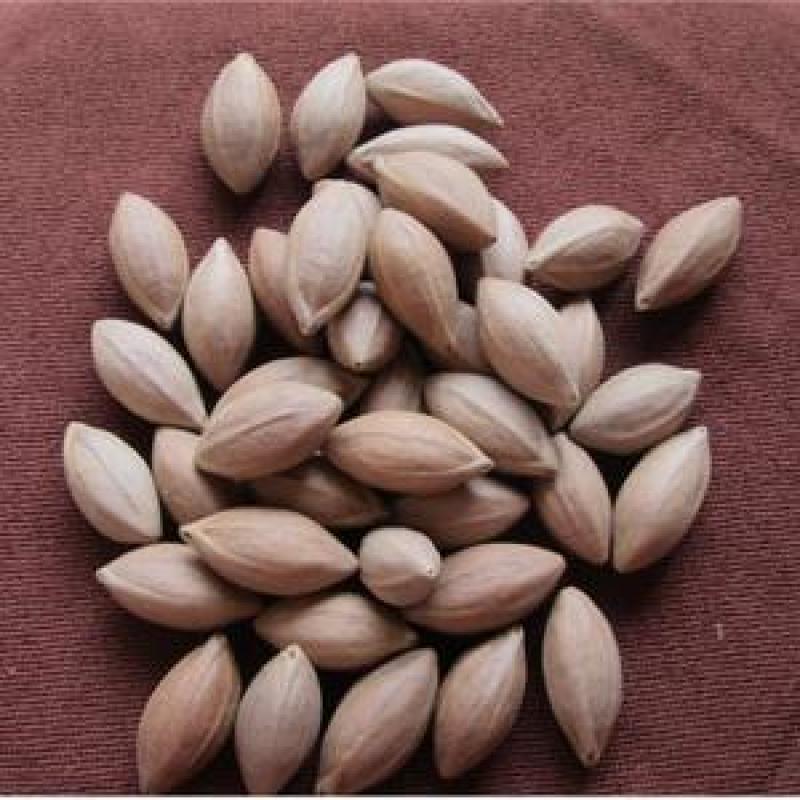 大量统货乌橄榄雕刻橄榄核出仁率高