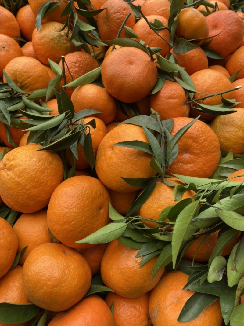 寿柑又名桥柑纯甜不干水