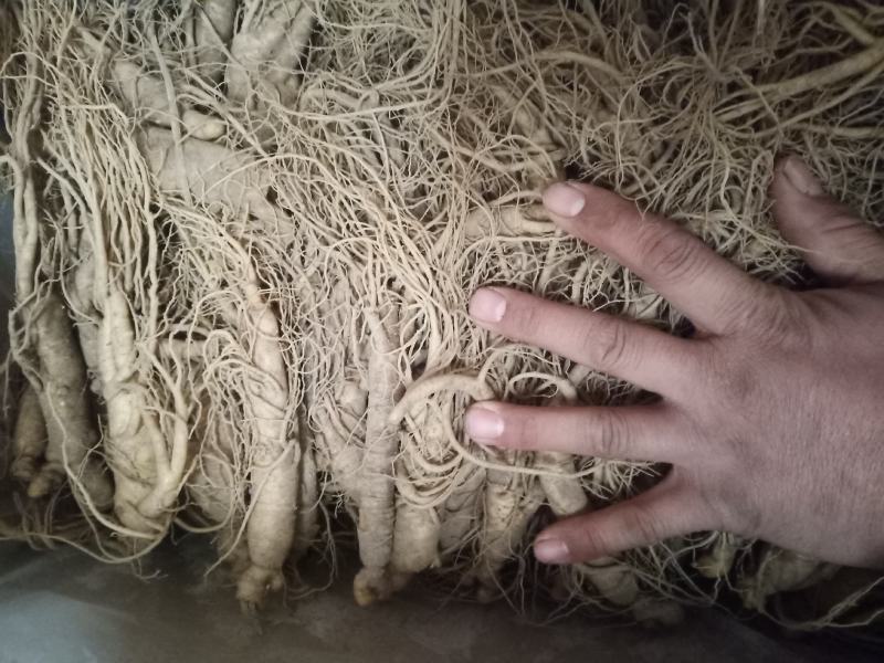 两元小鲜参，【整支】包邮，保新鲜，保质量。