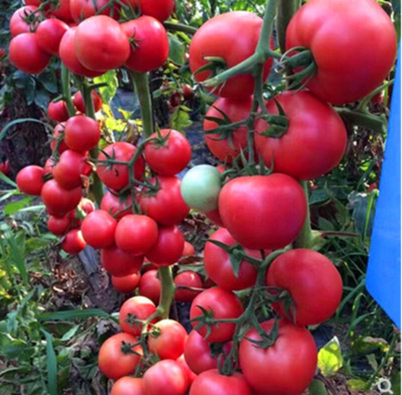 欧诺番茄种子耐热西红柿种籽抗高温不裂果大果高产
