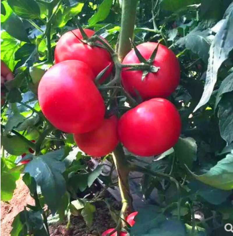 粉诺番茄种子耐热西红柿种籽抗高温不裂果大果高产