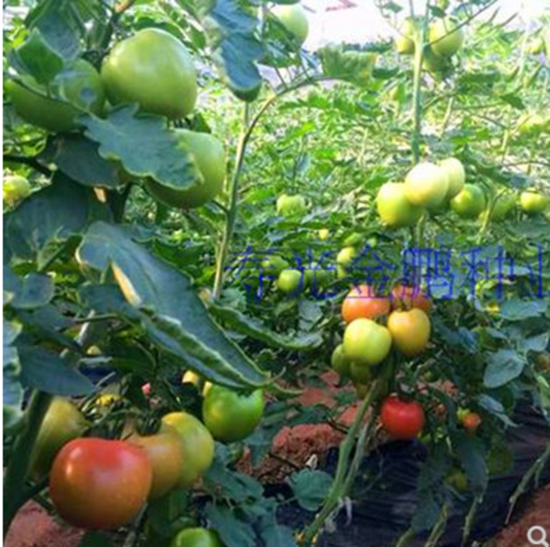 欧诺番茄种子耐热西红柿种籽抗高温不裂果大果高产