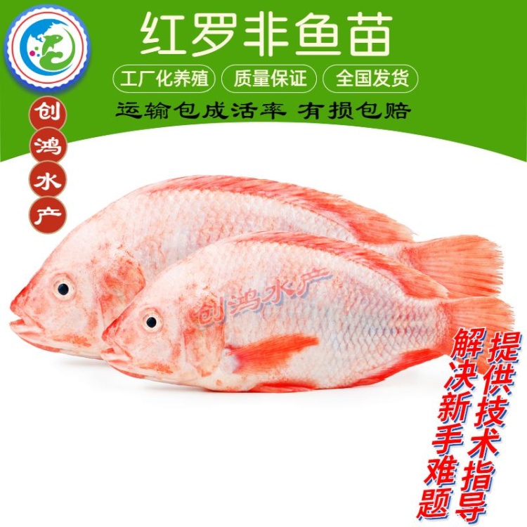 红罗非鱼苗批发]【特价批发】优质红罗非鱼苗彩虹鲷鱼苗红罗非水花价格