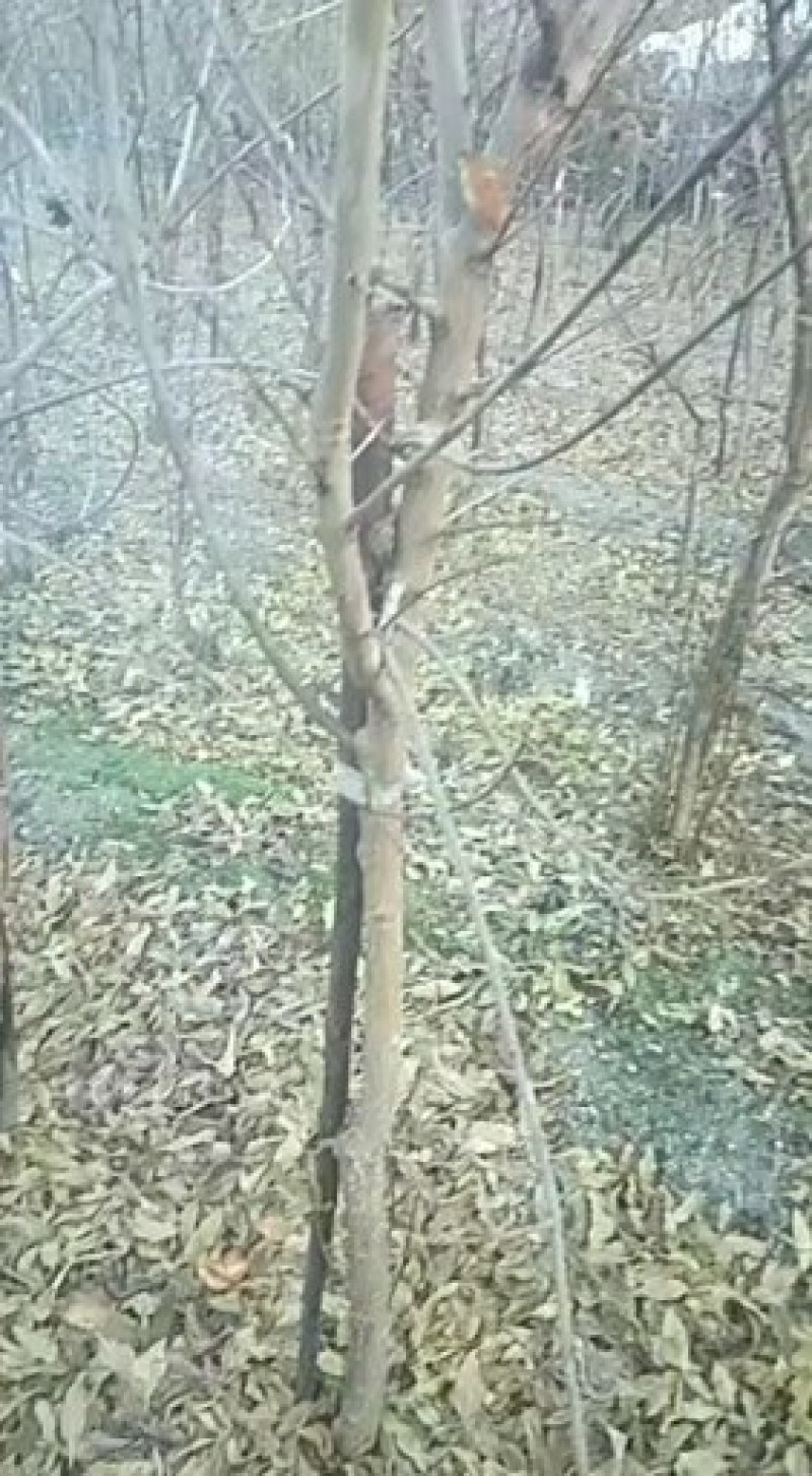 石榴树苗：软籽石榴树苗：泰山红突尼斯石榴树苗