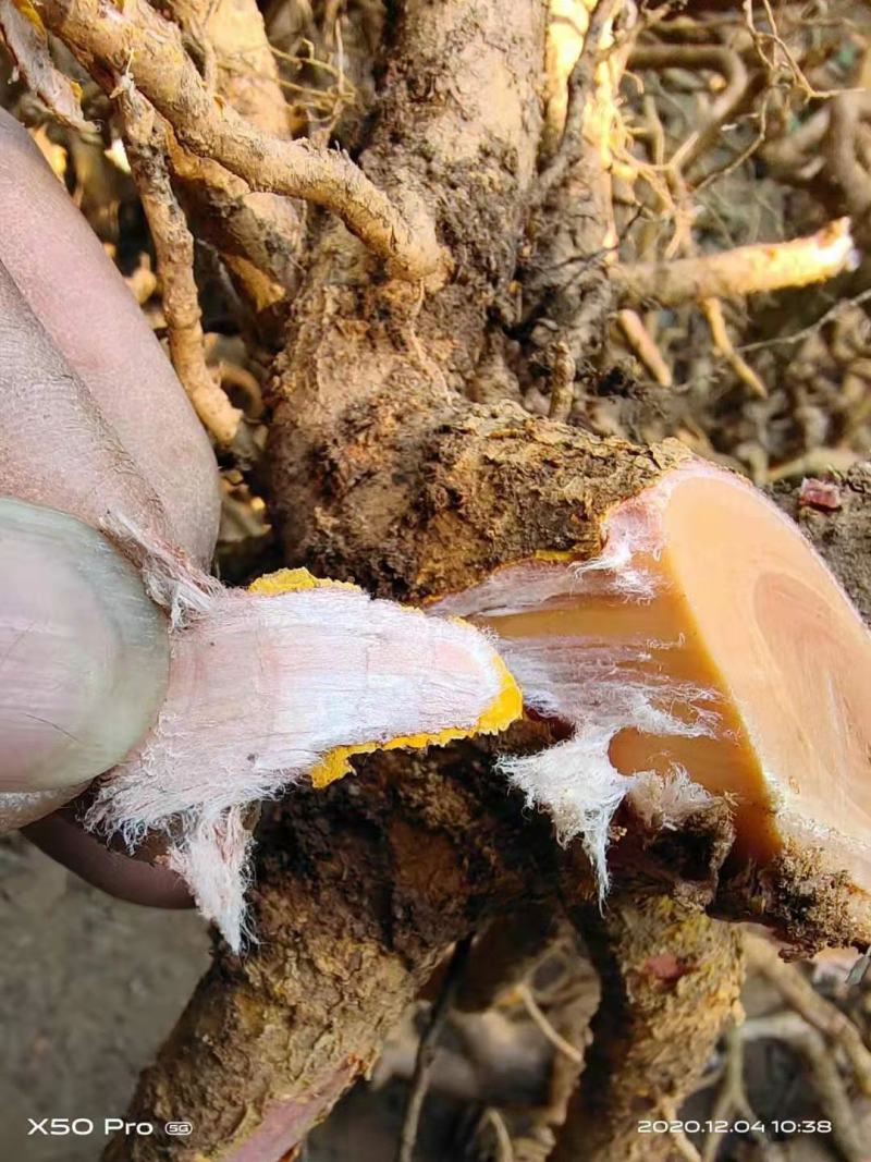 野生黄杜仲，疏花卫矛，山杜仲，土杜仲全根