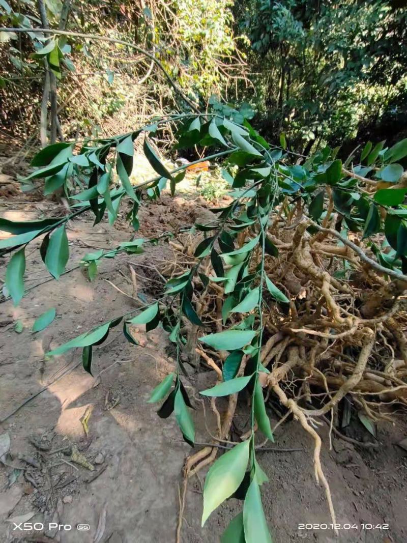 野生黄杜仲，疏花卫矛，山杜仲，土杜仲全根