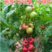 巴博萨西红柿种子耐热高产粉红大果不裂果番茄种子
