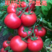 巴博萨西红柿种子耐热高产粉红大果不裂果番茄种子