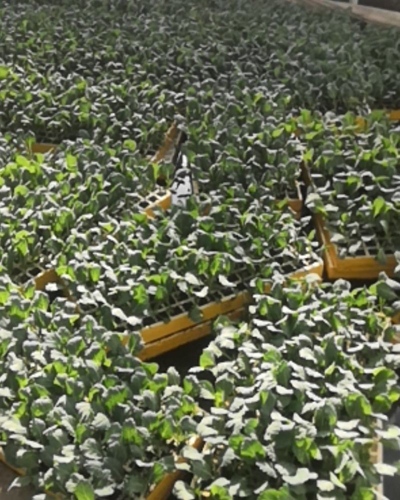 西兰花苗，青花苗（冬季种植品种）欢迎全国各地，询问与采购
