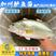 【一手货源】加州鲈鱼苗鲈鱼苗已驯化饲料鲈鱼水花供应