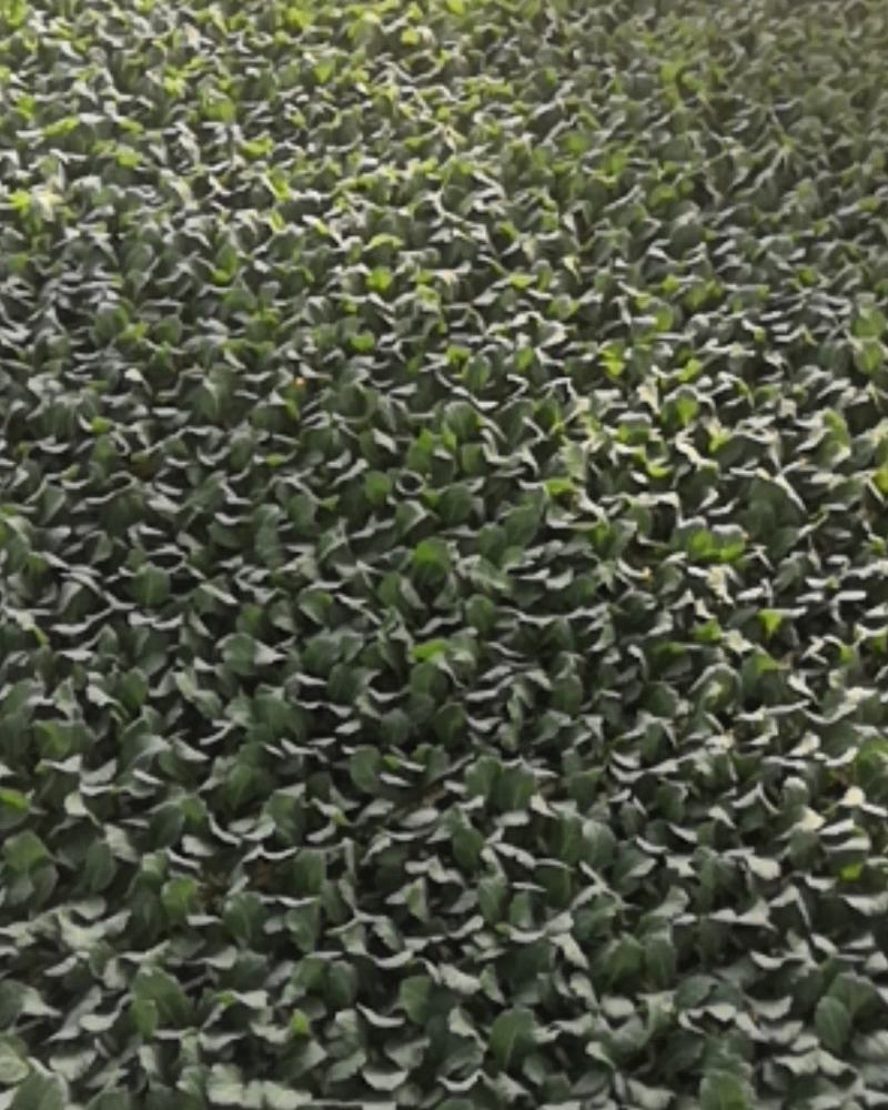 西兰花苗，青花苗（冬季种植品种）欢迎全国各地，询问与采购
