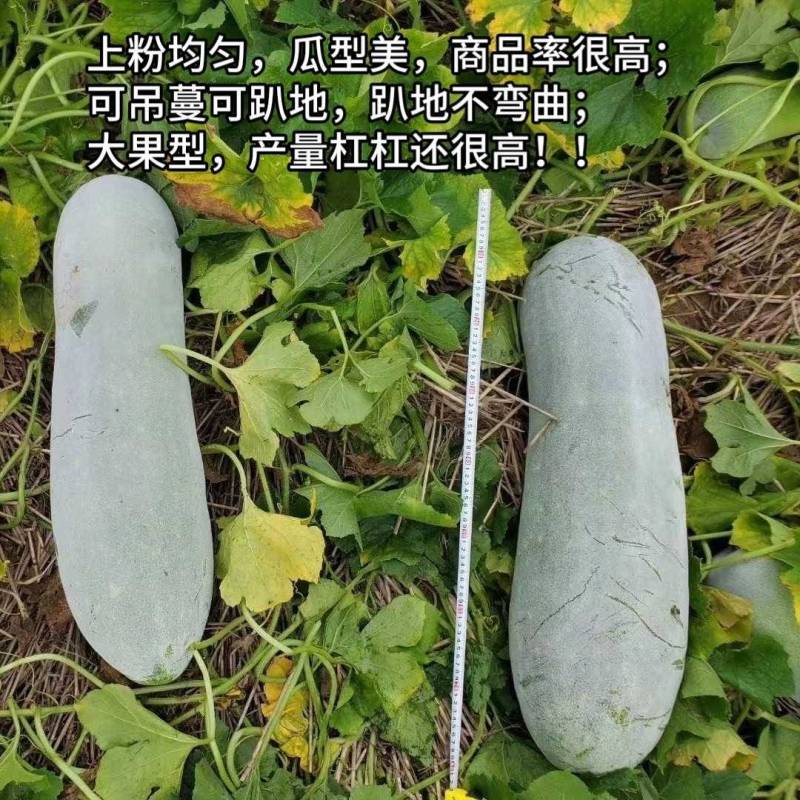 欧粉3号粉皮冬瓜种子欧兰德欧粉三号杂交特大抗病冬瓜种子