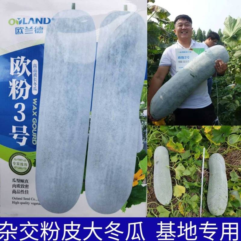 欧粉3号粉皮冬瓜种子欧兰德欧粉三号杂交特大抗病冬瓜种子