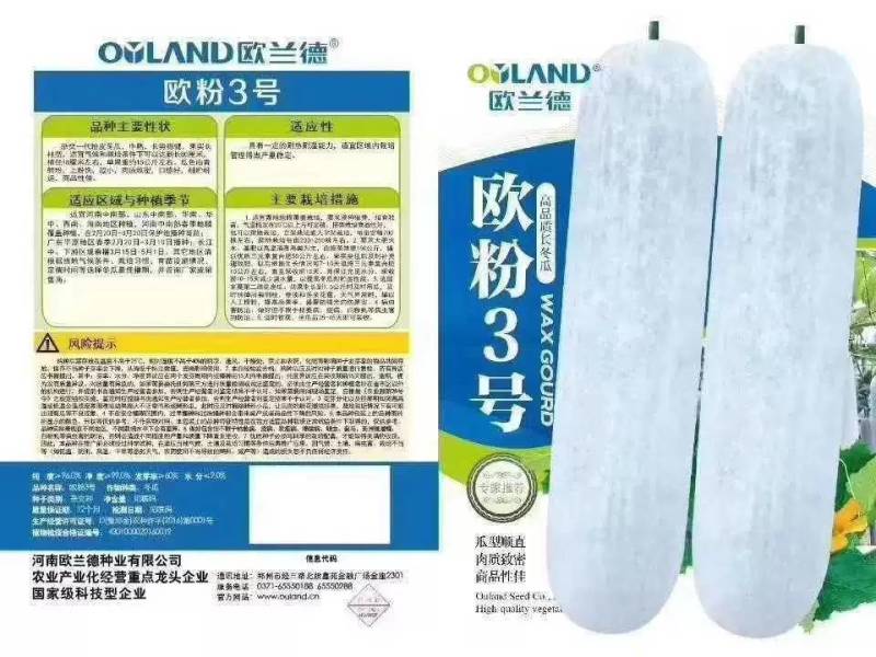 欧粉3号粉皮冬瓜种子欧兰德欧粉三号杂交特大抗病冬瓜种子