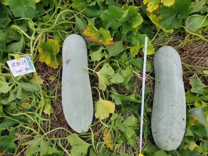 欧粉3号粉皮冬瓜种子欧兰德欧粉三号杂交特大抗病冬瓜种子