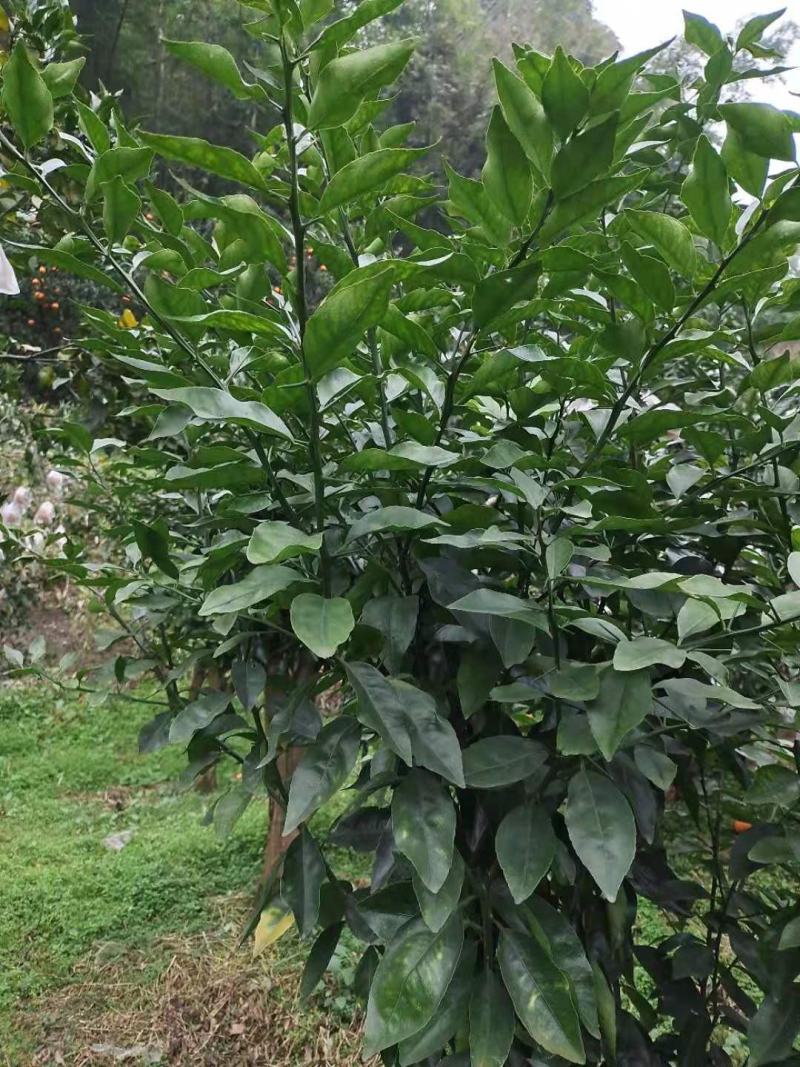 柑橘枝条爱莎沙糖桔(华美1号)非常有潜力的一个新品种。