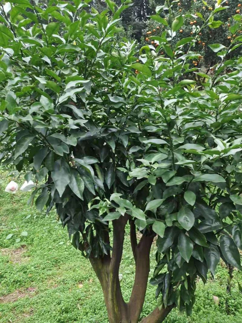 柑橘枝条爱莎沙糖桔(华美1号)非常有潜力的一个新品种。