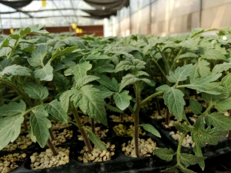 釜山88小番茄苗小西红柿育苗厂嫁接圣女果苗批发