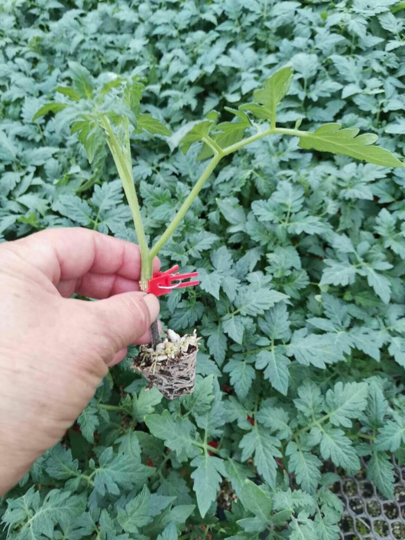 釜山88小番茄苗小西红柿育苗厂嫁接圣女果苗批发