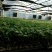 釜山88小番茄苗小西红柿育苗厂嫁接圣女果苗批发