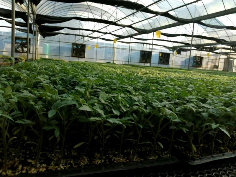 釜山88小番茄苗小西红柿育苗厂嫁接圣女果苗批发