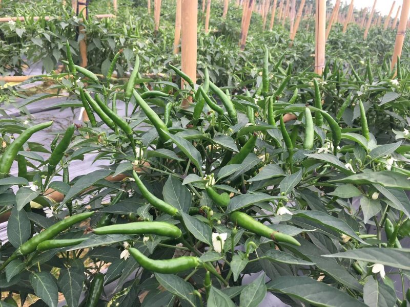 重庆仓库快递直达全国大果形鲜用朝天椒种子