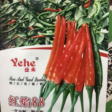 重庆仓库快递直达全国大果形鲜用朝天椒种子