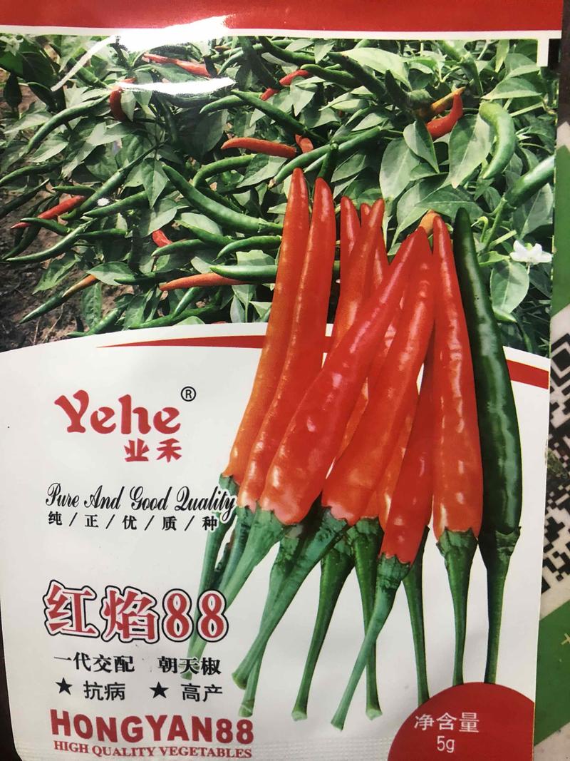 重庆仓库快递直达全国大果形鲜用朝天椒种子