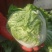 白菜，大白菜，长白菜黄心白菜4~6斤净菜