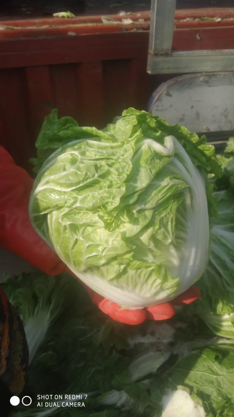 白菜，大白菜，长白菜黄心白菜4~6斤净菜