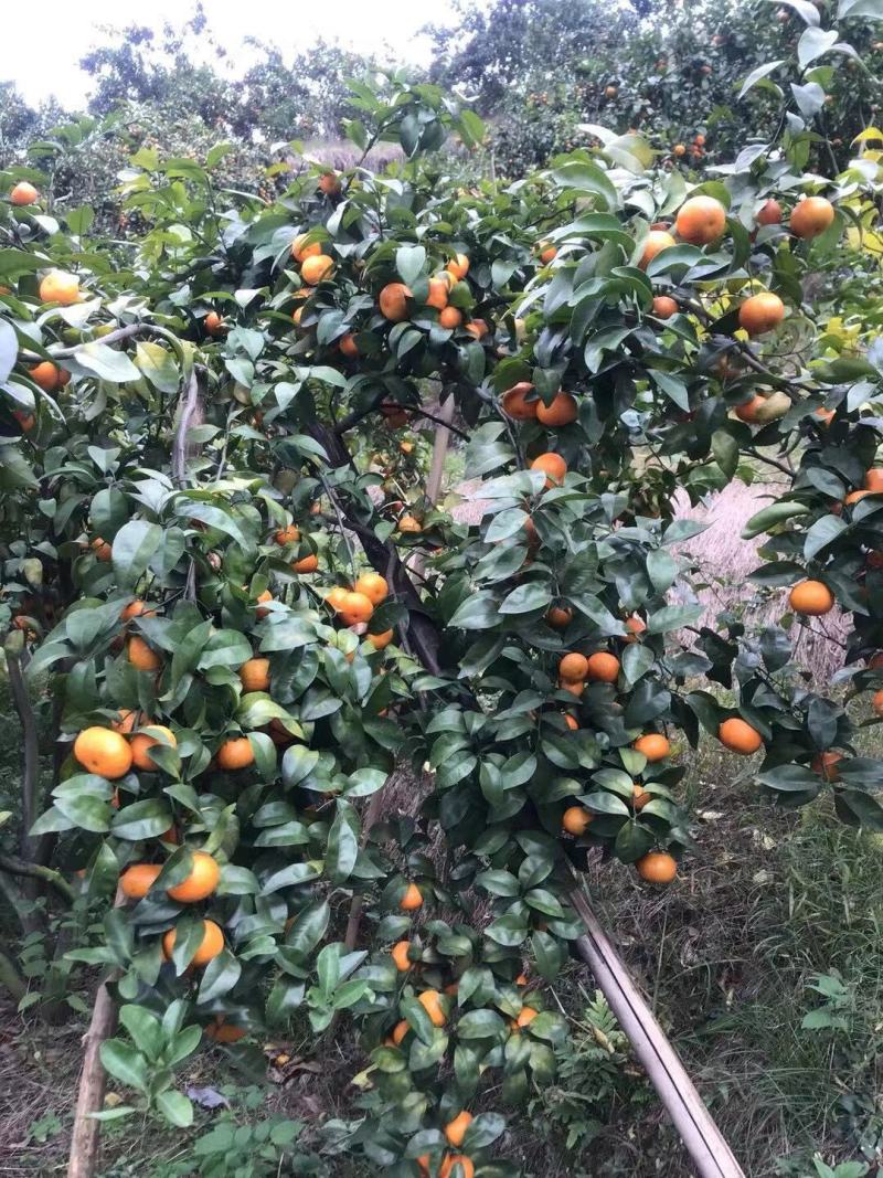 正宗清远沙糖桔，鲜甜可口，皮薄多汁色泽靓，