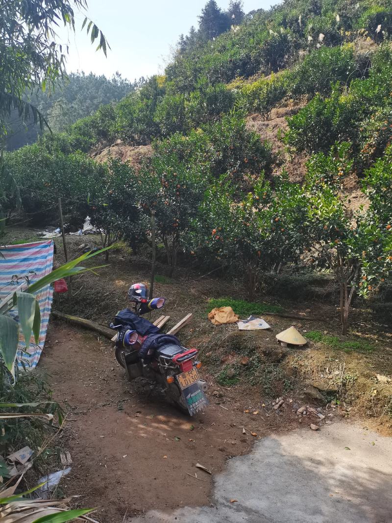 正宗清远沙糖桔，鲜甜可口，皮薄多汁色泽靓，