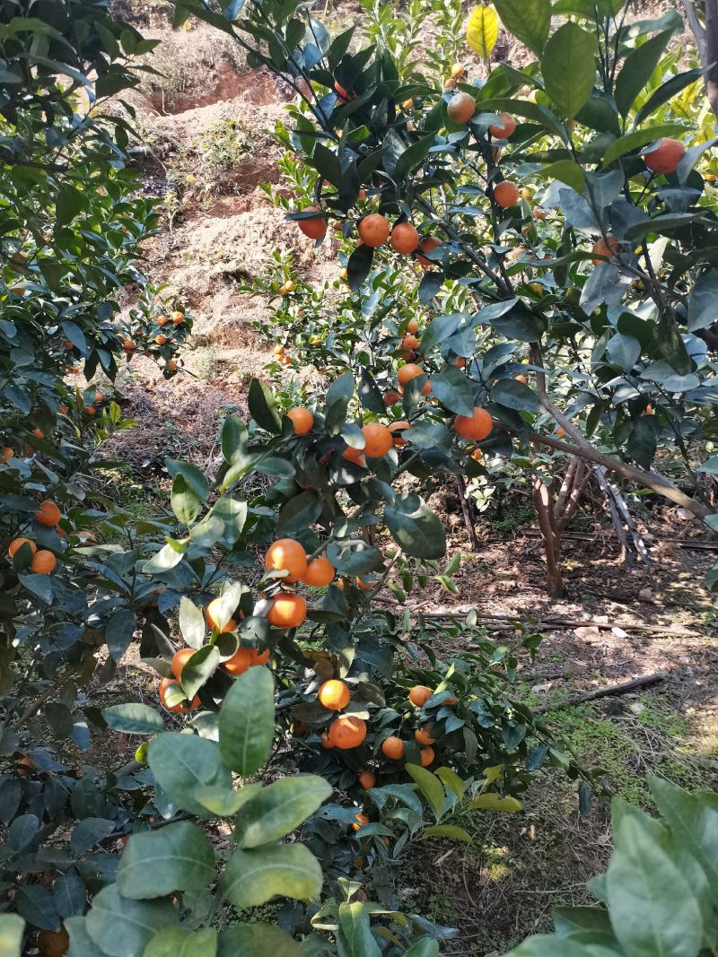 正宗清远沙糖桔，鲜甜可口，皮薄多汁色泽靓，