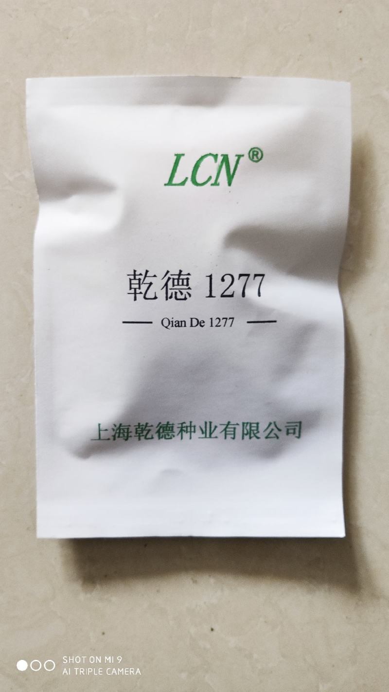 乾德1277刺瘤大圆柱状春秋保护地水果黄瓜