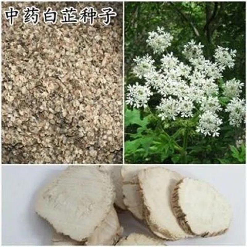 出售散装白芷种子新采当年纯新中药材白芷包邮川白芷祁白芷