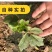 出售散装白芷种子新采当年纯新中药材白芷包邮川白芷祁白芷