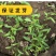 出售散装白芷种子新采当年纯新中药材白芷包邮川白芷祁白芷