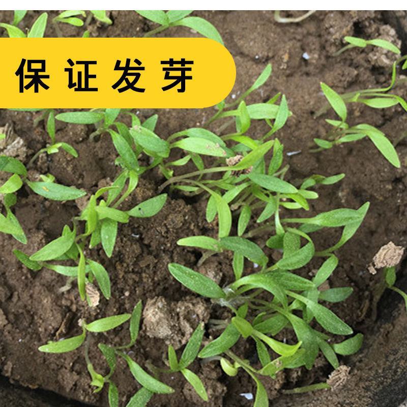 出售散装白芷种子新采当年纯新中药材白芷包邮川白芷祁白芷
