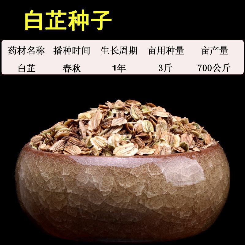 出售散装白芷种子新采当年纯新中药材白芷包邮川白芷祁白芷