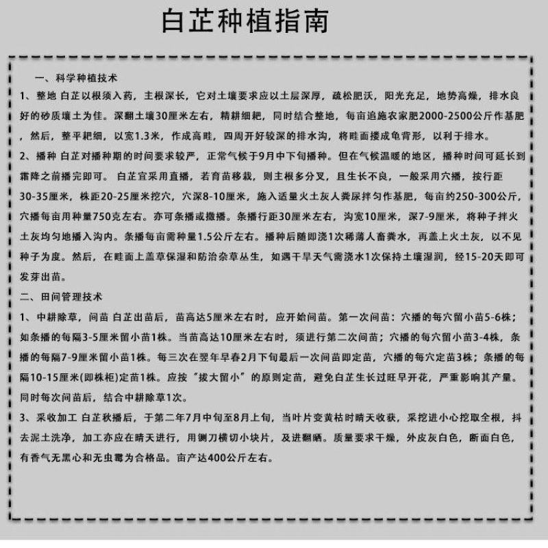 出售散装白芷种子新采当年纯新中药材白芷包邮川白芷祁白芷