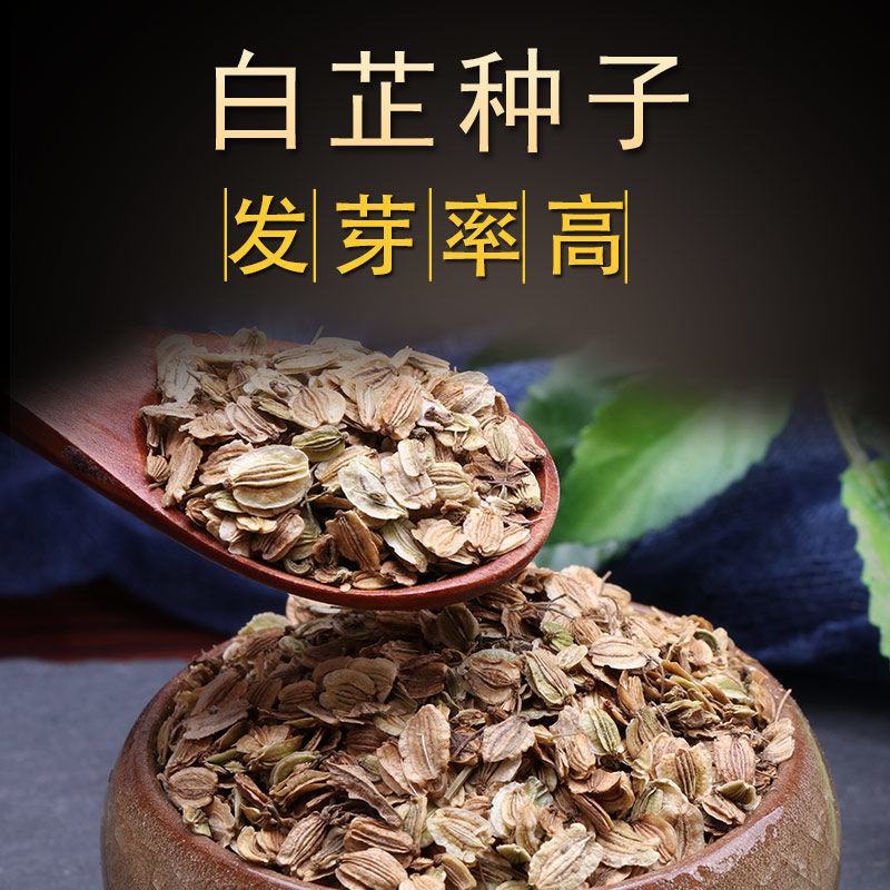 出售散装白芷种子新采当年纯新中药材白芷包邮川白芷祁白芷