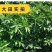 出售散装白芷种子新采当年纯新中药材白芷包邮川白芷祁白芷