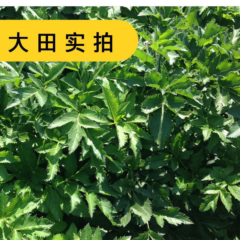 出售散装白芷种子新采当年纯新中药材白芷包邮川白芷祁白芷