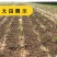 出售散装白芷种子新采当年纯新中药材白芷包邮川白芷祁白芷