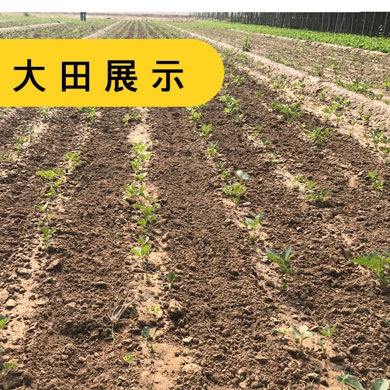 出售散装白芷种子新采当年纯新中药材白芷包邮川白芷祁白芷