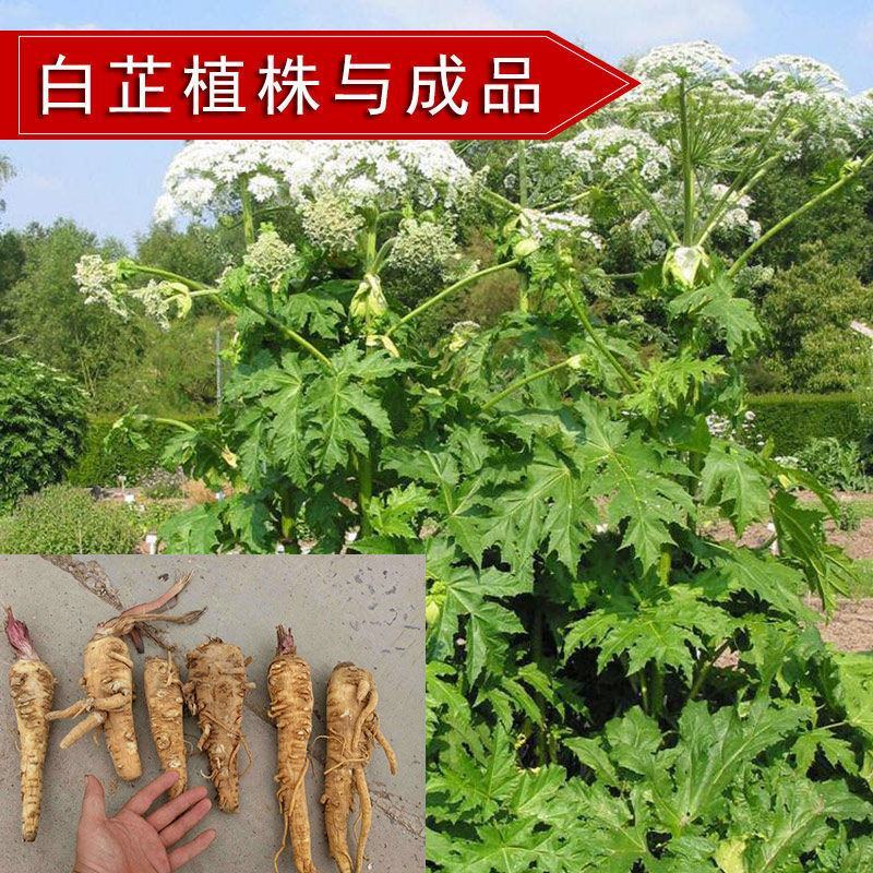 出售散装白芷种子新采当年纯新中药材白芷包邮川白芷祁白芷